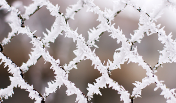 Rooster Kerstvakantie